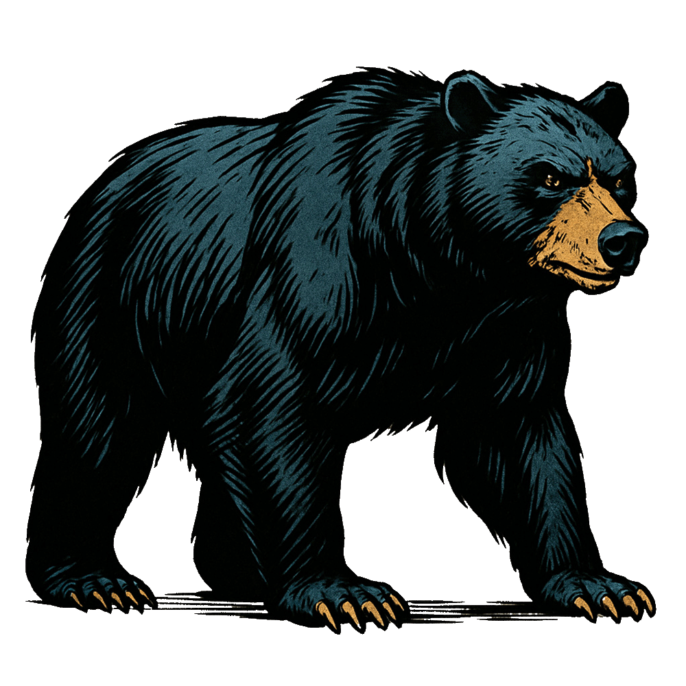 Black Bear