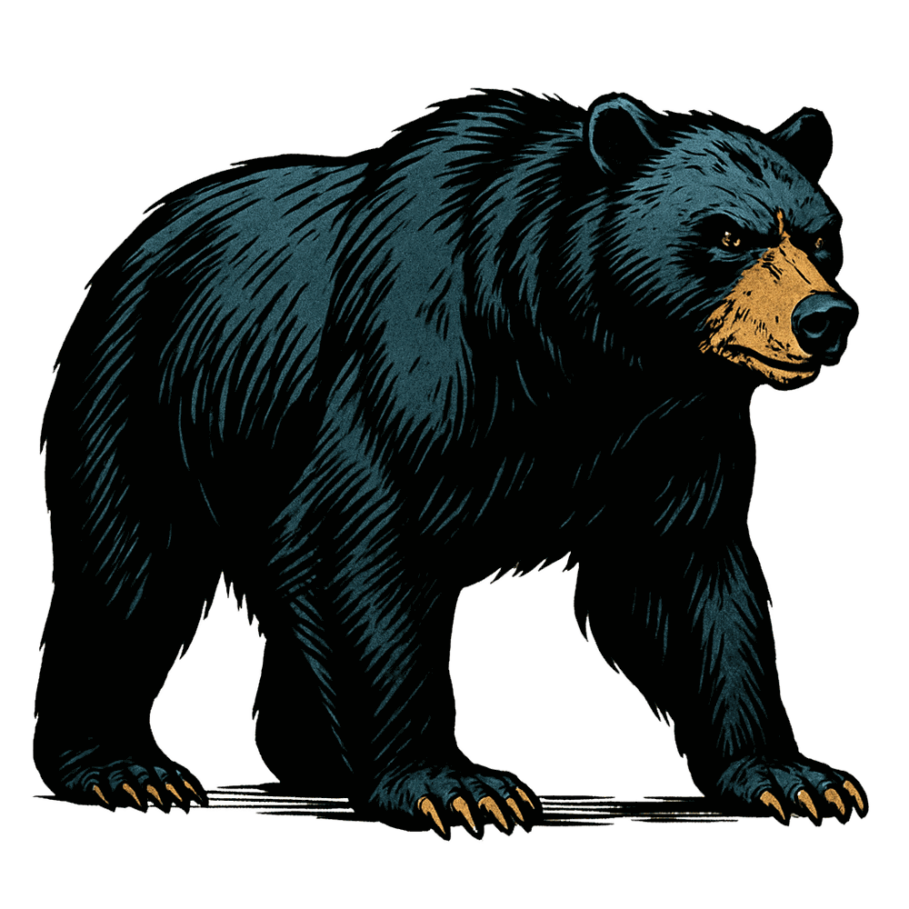 Black Bear