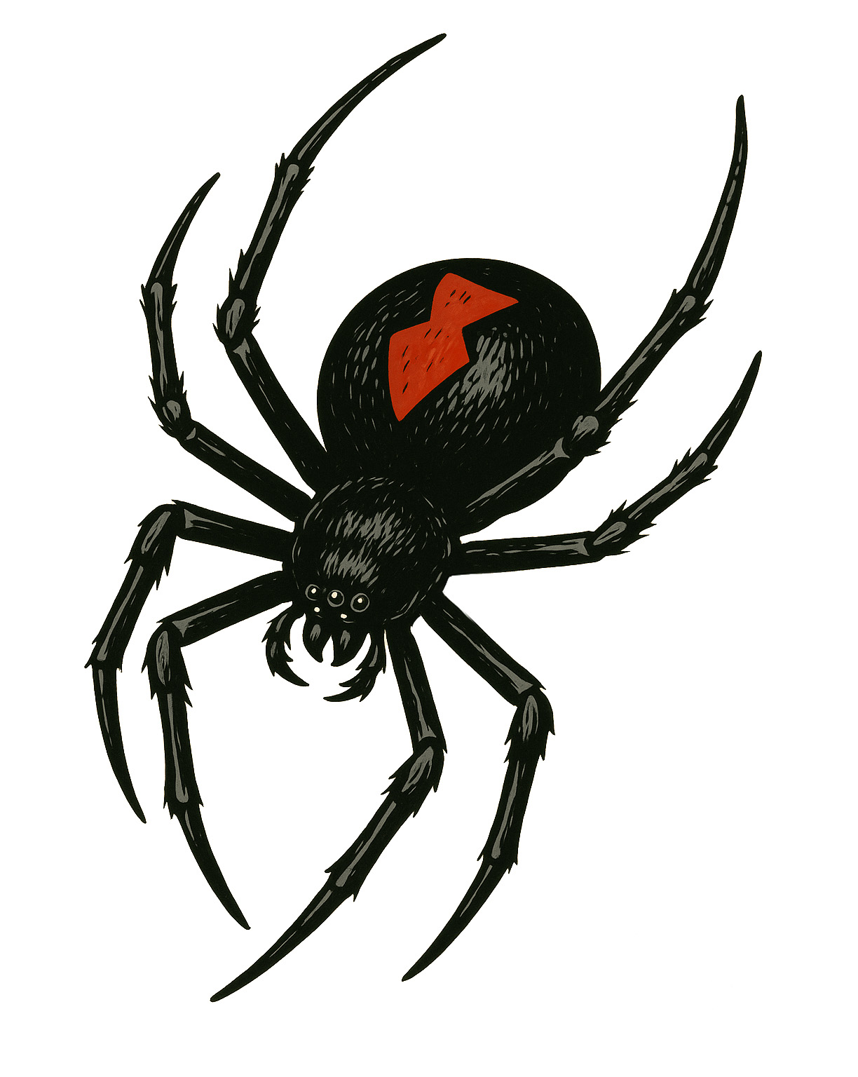 Spider